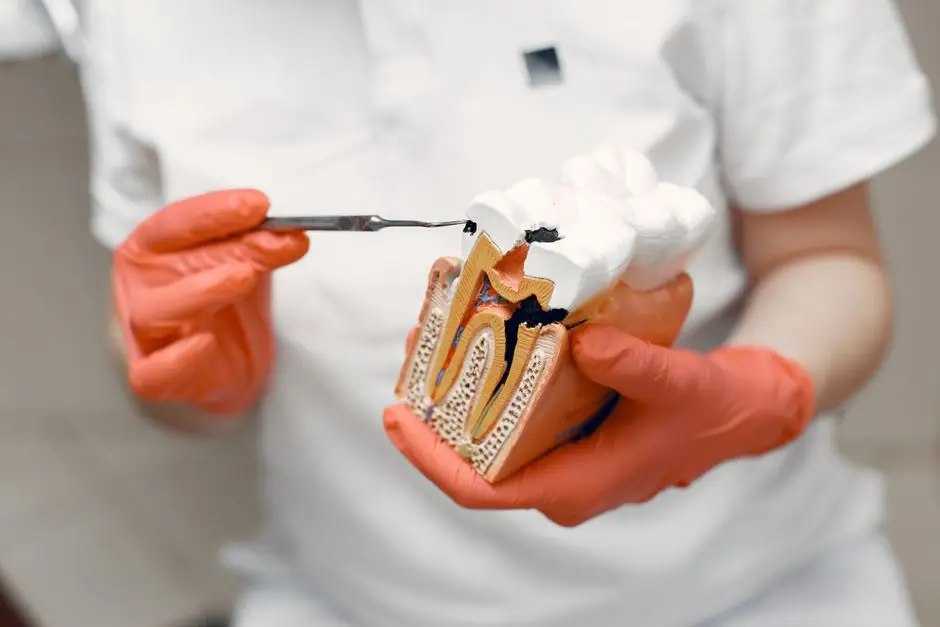 Dentist demonstrating root canal treatment using a cross-section model of a tooth and a dental instrument.